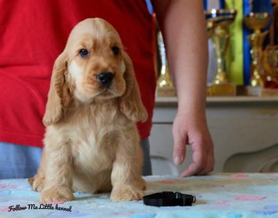 Cuccioli Cocker Spaniel Inglese