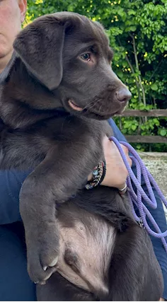 Cuccioli di Razza labrador - Foto 2