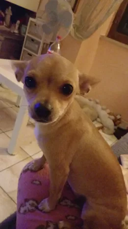 Cuccioli Chihuahua