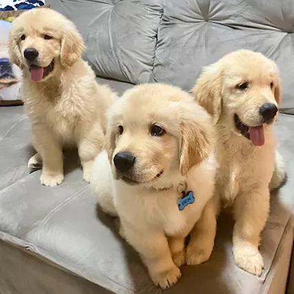 Bellissimi cuccioli di Golden Retriever