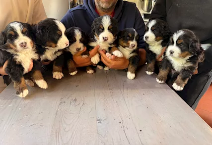 Cuccioli di Bovaro del bernese