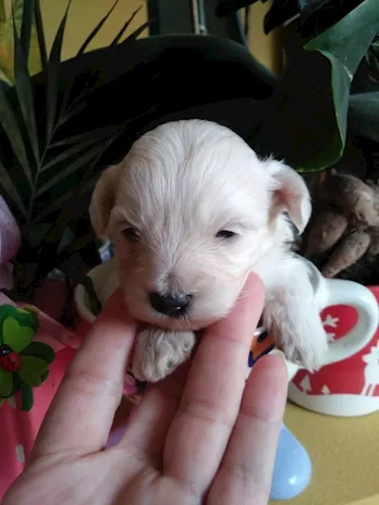 Maltipoo maschietto taglia piccola