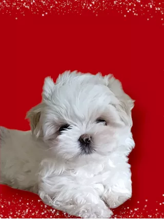 Maltese coreano con pedigree