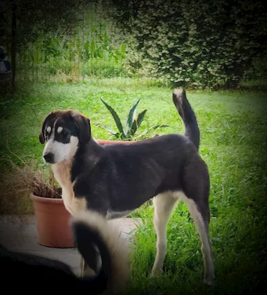 Cuccioli PASTORE ASIA CENTRALE - Foto 4