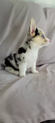 Cuccioli di corgi in adozione
