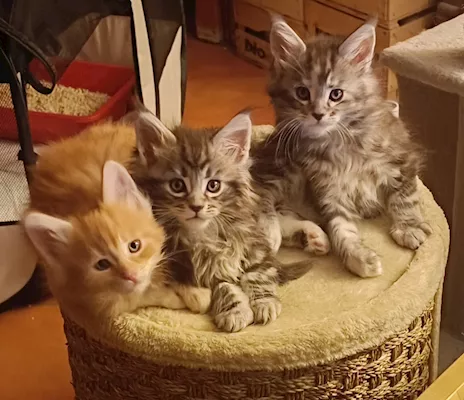 Disponibili splendidi cuccioli di Maine Coon