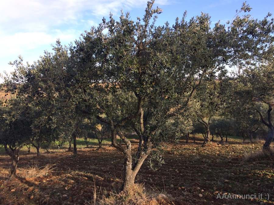 Olio Extravergine di Oliva del Vulture - Foto 3