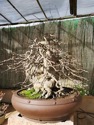 Bonsai ficus carica