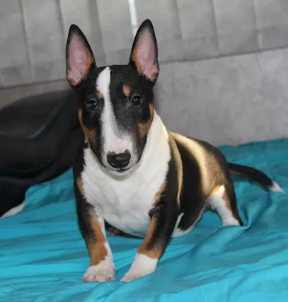 Bull Terrier in miniatura cuccioli - Anteprima 1