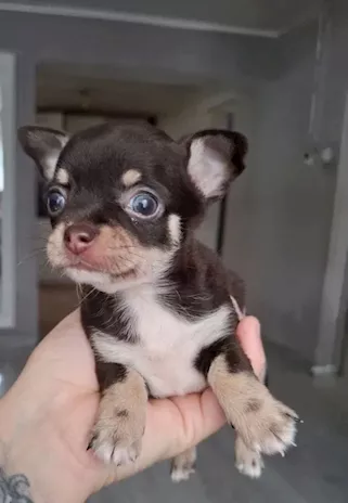 Femminuccia Chihuahua toy tricolore