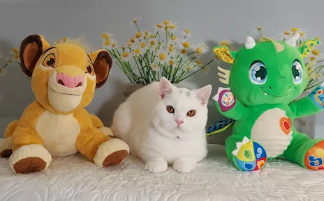 British Shorthair Memo