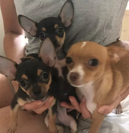 Cuccioli di Razza chihuahua, genitori visibili - Anteprima 3