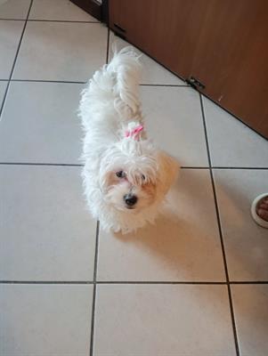 Vendita cucciola maltese