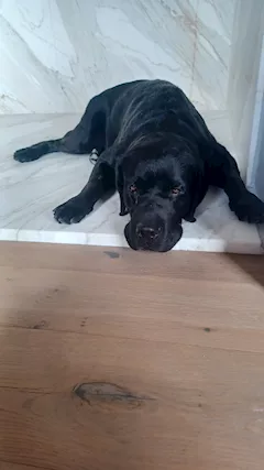 Femmina di labrador - Foto 3