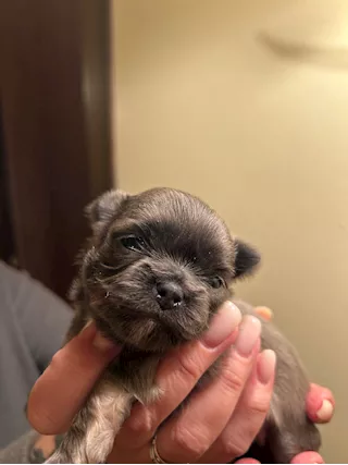 Cuccioli chihuahua