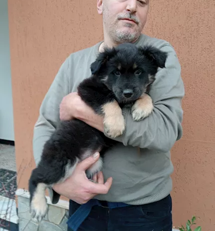 Ultimo cucciolo disponibile di Pastore