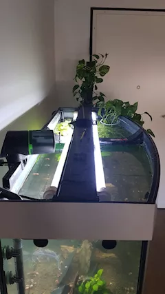 Acquario Juwel 300L