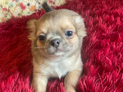 Chihuahua pelo lungo, genitori visibili - Foto 3