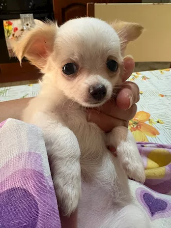 Cuccioli di chihuahua