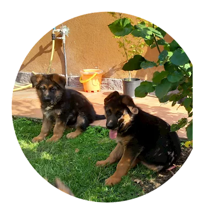 Cuccioli pastore trdesco importante genealogia, a pelo corto - Foto 4