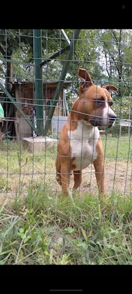 Amstaff per monta