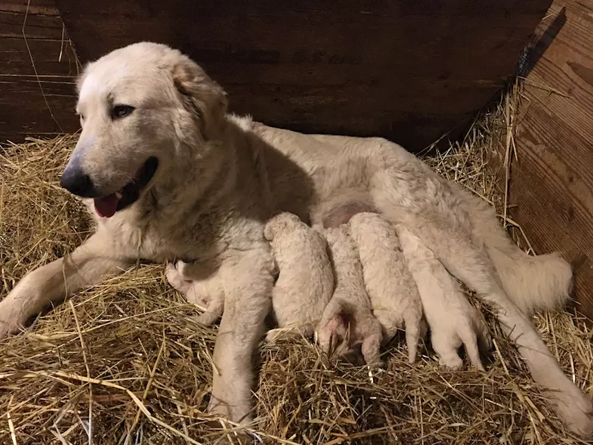 Cuccioli Pastore Razza Maremmano Abruzzese - Cani a Lucca