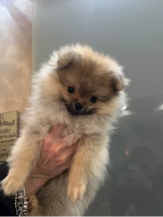Spitz di Pomerania maschio