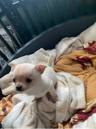 Cuccioli di chihuahua puri