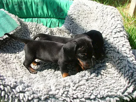 Bassotto nano cuccioli