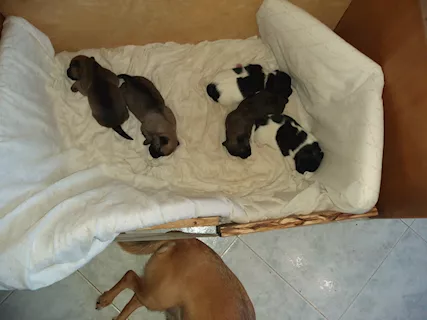 5 cuccioli adorabili taglia piccola