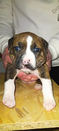Cuccioli di American staff