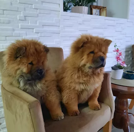 Chow Chow Cuccioli - Anteprima 1