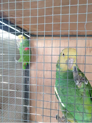 Coppia di amazona oratrix