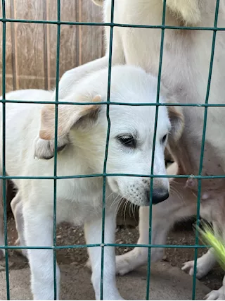 Cuccioli maschi 2 mesi e mezzo mix Labrador - Foto 6