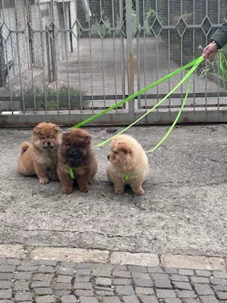 Cuccioli di Chow Chow