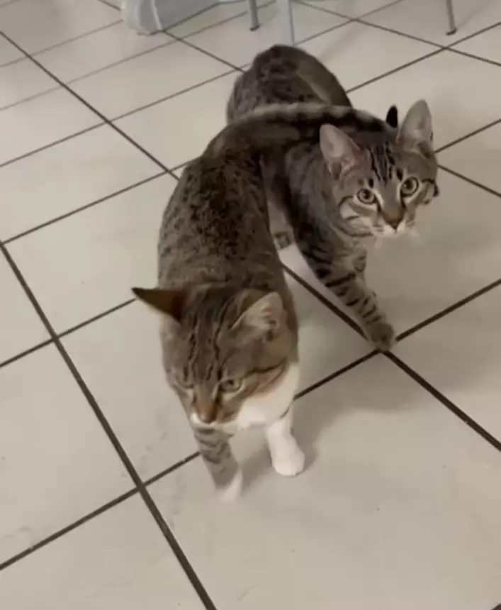 Gatti Inseparabili