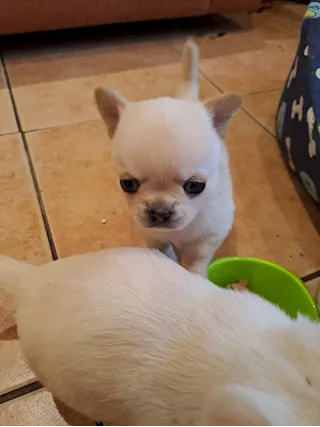 Chihuahua mini pedigree ENCI