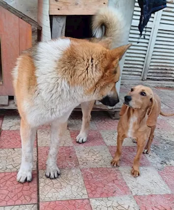 Nome: YOSHI Sesso: MASCHIO Eta: 1 - Foto 3