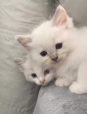 Gatti Ragdoll