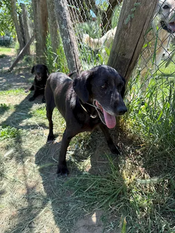Irene 4 anni, taglia piccola - Anteprima 2