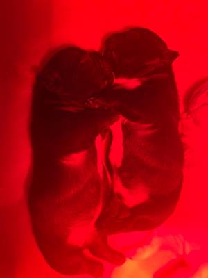Bulldog francese