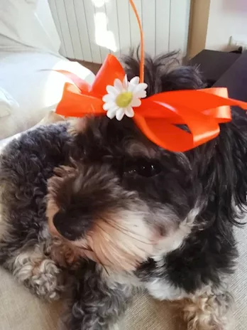 Due Bichon Havanais regalo