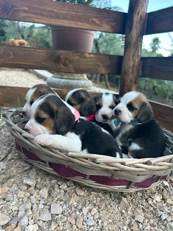 Cuccioli di Beagle