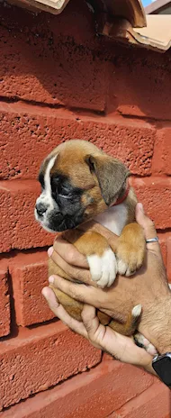 Bellissimi cuccioli di boxer - Foto 3