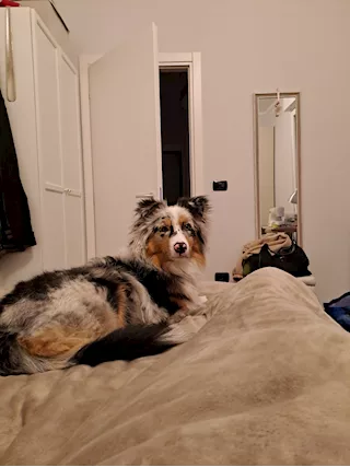 Australian shepherd - Foto 6