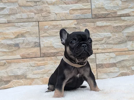 Cani - Femmina black and tan nata il 5 settembre