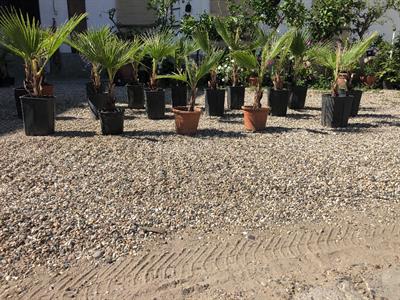 Piante di palme