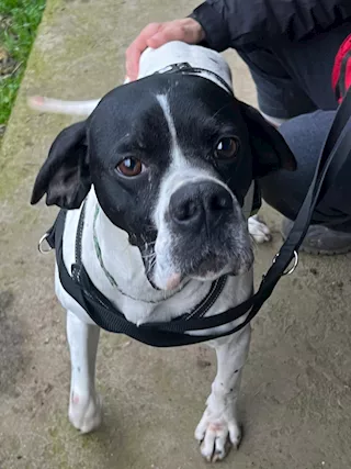 Zara stupenda pointer
