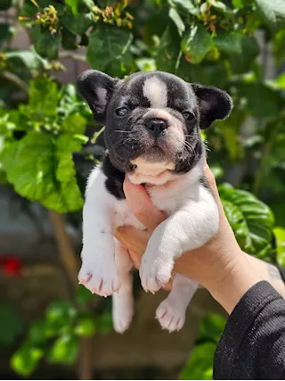 Bulldog francese pedigree ENCI - Foto 2