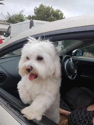 Maltese per accoppiamento